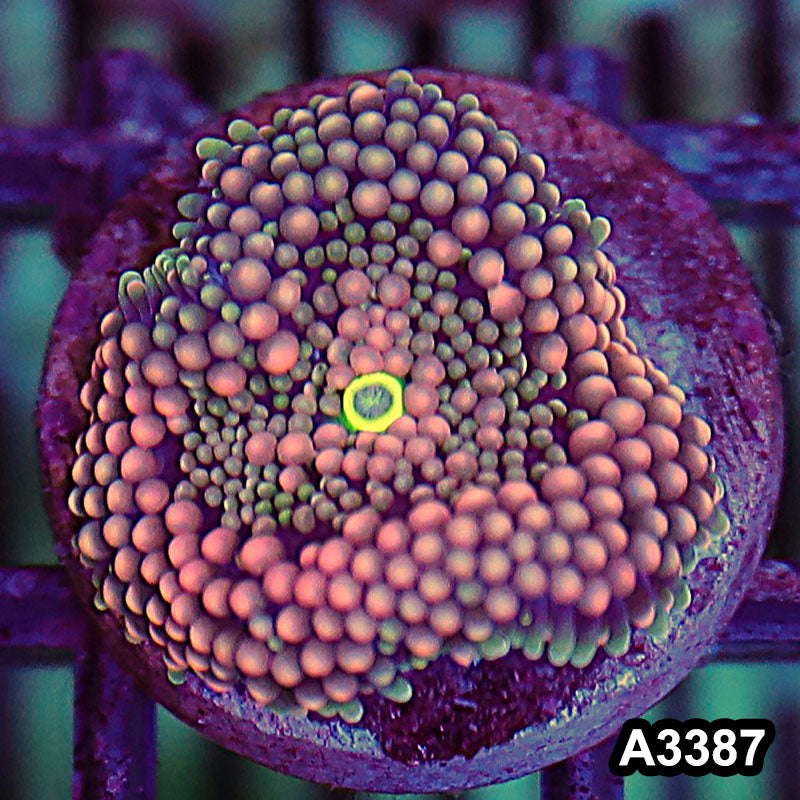 Item#A3387SP3387(S) WYSIWYG Florida Ricordea Ultra Unique Pink Mushroom