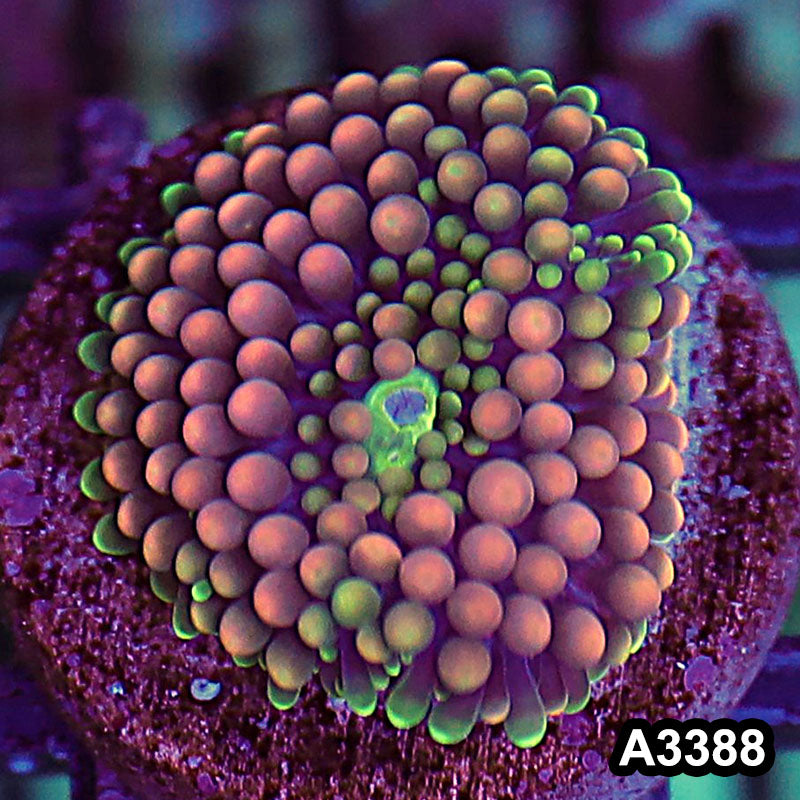 Item#A3388SP3388(S) WYSIWYG Florida Ricordea Ultra Unique Pink Mushroom