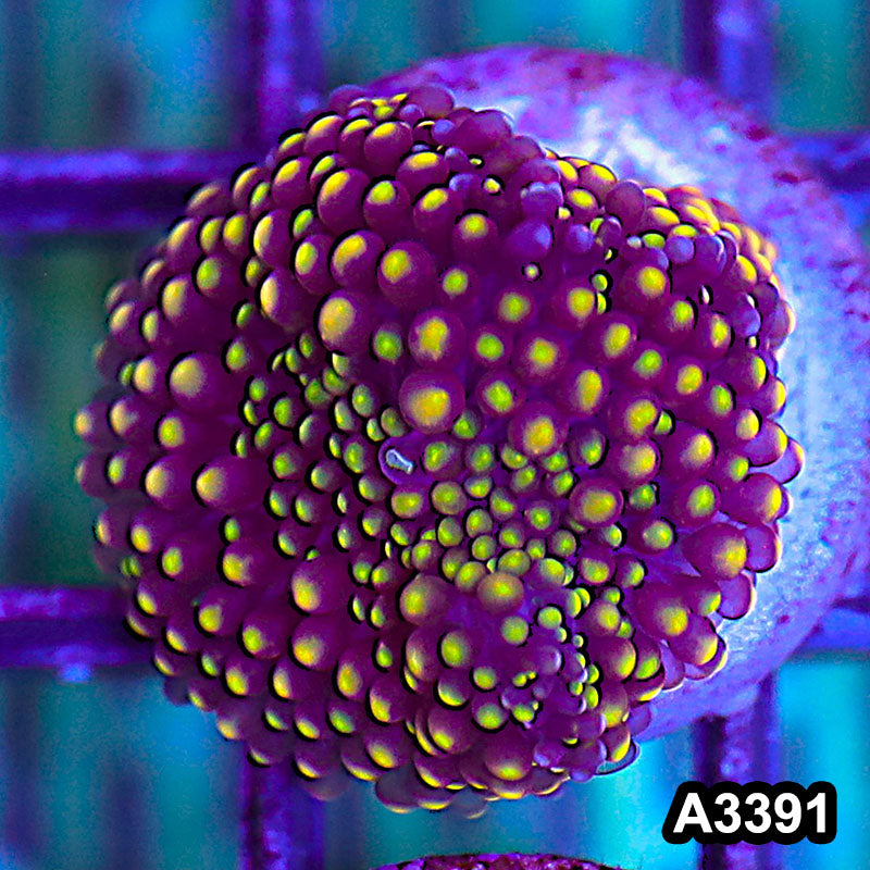 Item#A3391SP3391(S) WYSIWYG Florida Ricordea Ultra Unique Mushroom