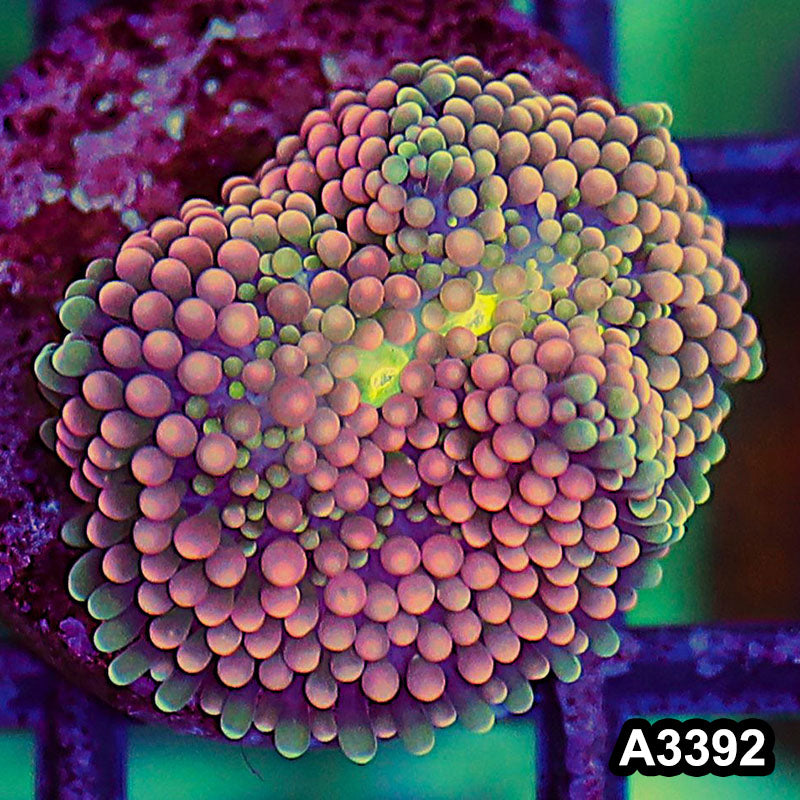 Item#A3392SP3392(S) WYSIWYG Florida Ricordea Ultra Unique Pink Mushroom