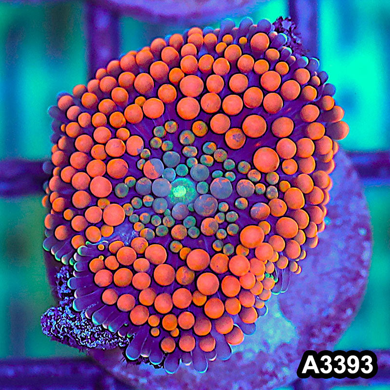 Item#A3393SP3393(S) WYSIWYG Florida Ricordea Ultra Unique Orange Mushroom