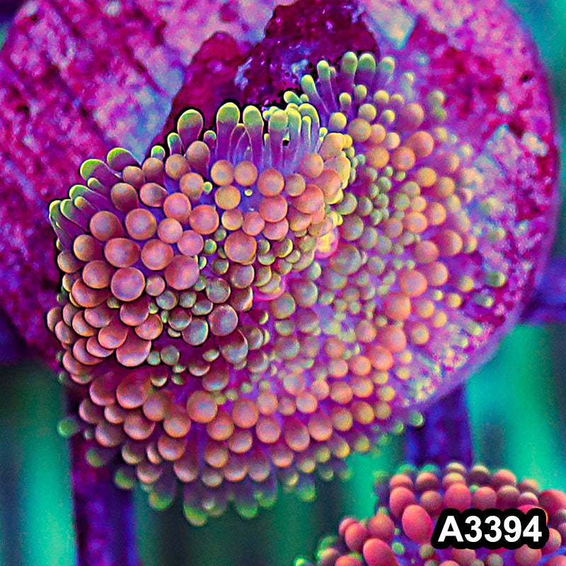 Item#A3394SP3394(S) WYSIWYG Florida Ricordea Ultra Unique Pink Mushroom