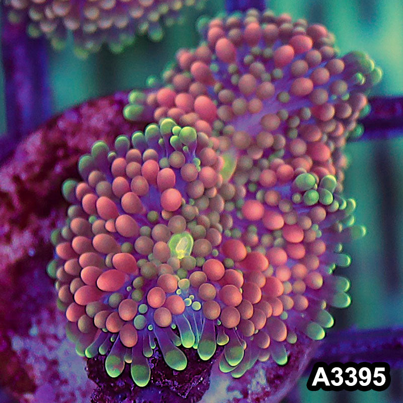 Item#A3395SP3395(S) WYSIWYG Florida Ricordea Ultra Unique Pink Mushroom