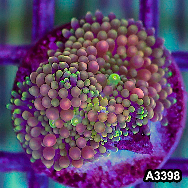 Item#A3398SP3398(S) WYSIWYG Florida Ricordea Ultra Unique Pink Mushroom