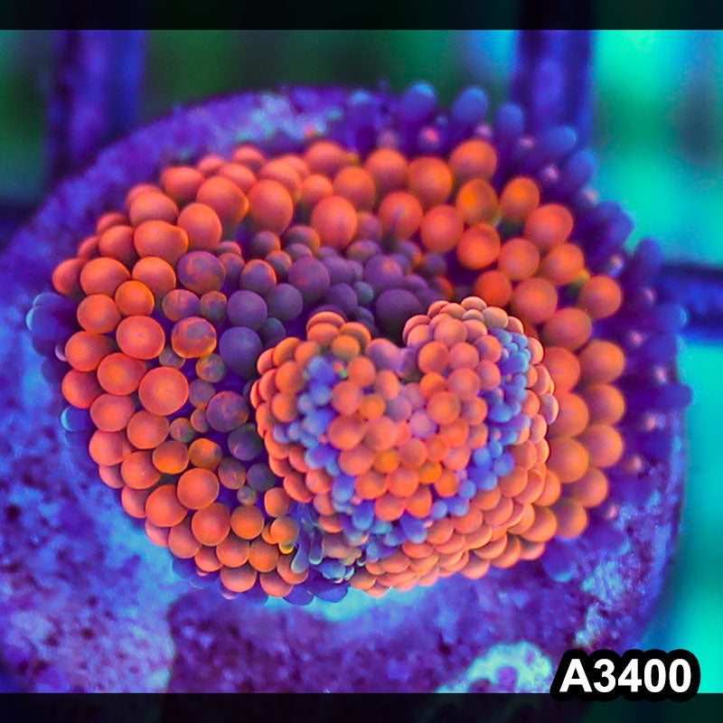 Item#A3400SP3400(S) WYSIWYG Florida Ricordea Ultra Unique Orange Mushroom