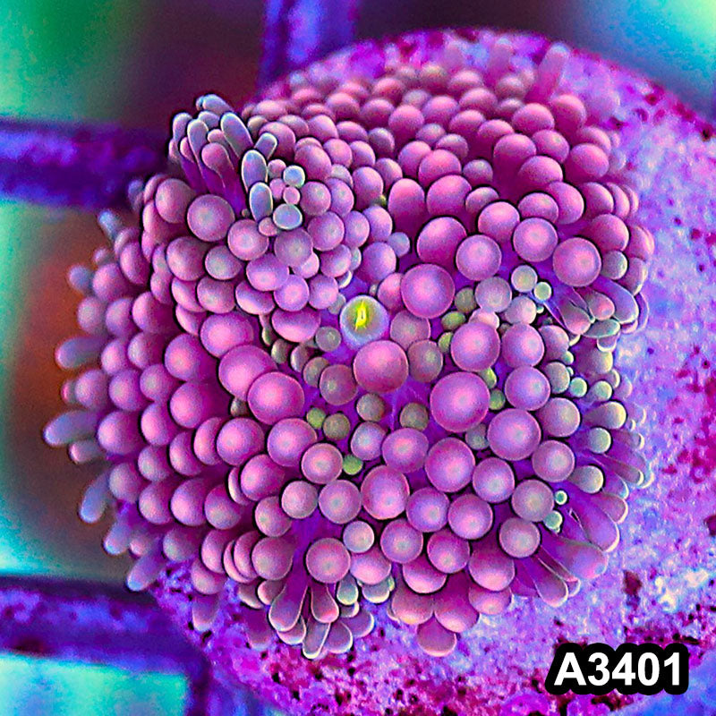 Item#A3401SP3401(S) WYSIWYG Florida Ricordea Ultra Unique Pink Mushroom