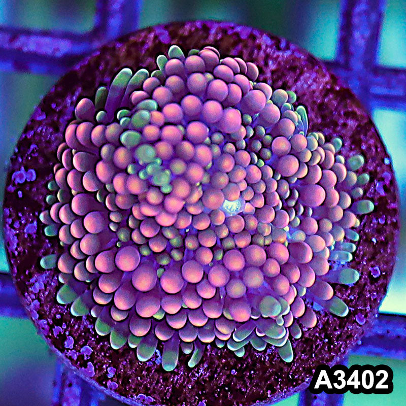 Item#A3402SP3402(S) WYSIWYG Florida Ricordea Ultra Unique Pink Mushroom