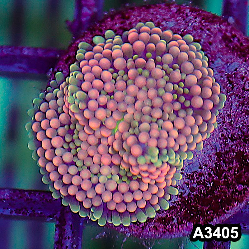 Item#A3405SP3405(S) WYSIWYG Florida Ricordea Ultra Unique Pink Mushroom