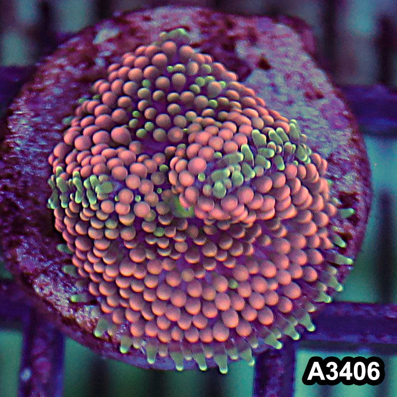 Item#A3406SP3406(S) WYSIWYG Florida Ricordea Ultra Unique Pink Mushroom