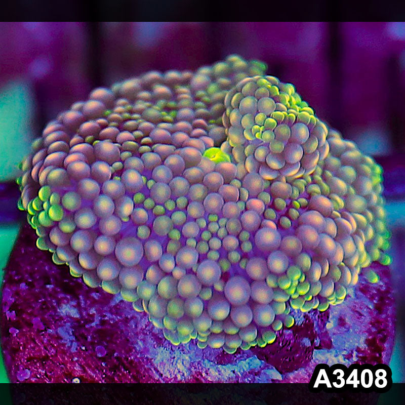 Item#A3408SP3408(S) WYSIWYG Florida Ricordea Ultra Unique Pink Mushroom