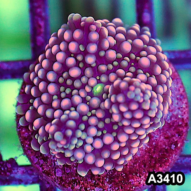 Item#A3410SP3410(S) WYSIWYG Florida Ricordea Ultra Unique Pink Mushroom