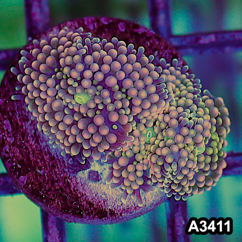 Item#A3411SP3411(S) WYSIWYG Florida Ricordea Ultra Unique Pink Mushroom