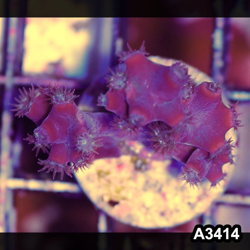 Item#A3414SP3414(S) WYSIWYG Aussie Ultra Unique Turbinaria Heronensis Frag