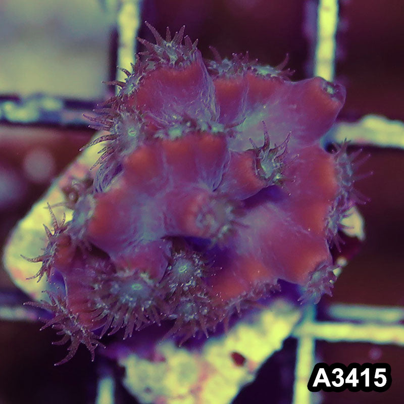 Item#A3415SP3415(S) WYSIWYG Aussie Ultra Unique Turbinaria Heronensis Frag