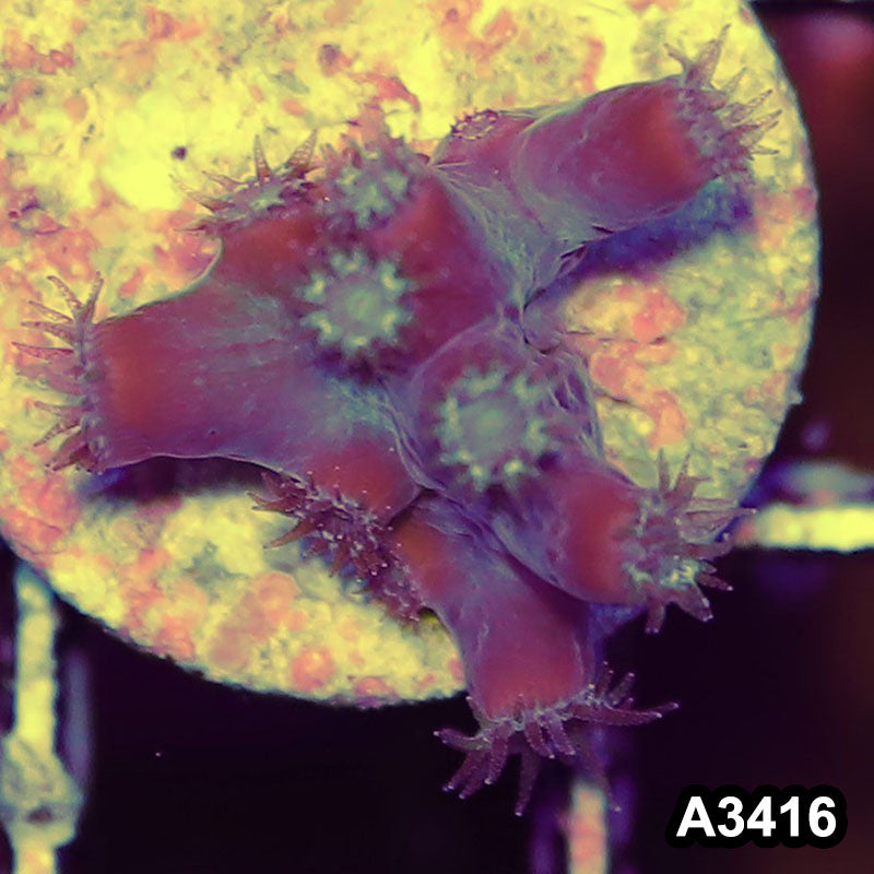 Item#A3416SP3416(S) WYSIWYG Aussie Ultra Unique Turbinaria Heronensis Frag