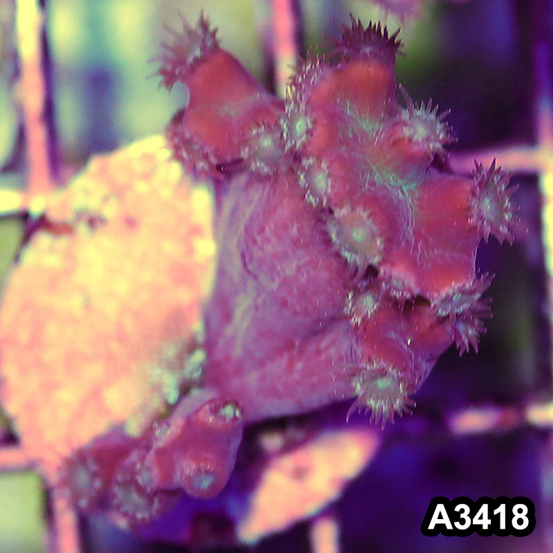 Item#A3418SP3418(S) WYSIWYG Aussie Ultra Unique Turbinaria Heronensis Frag