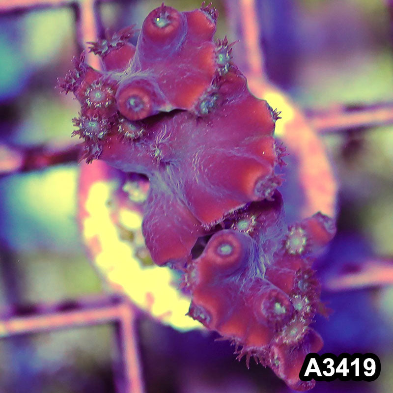 Item#A3419SP3419(S) WYSIWYG Aussie Ultra Unique Turbinaria Heronensis Frag