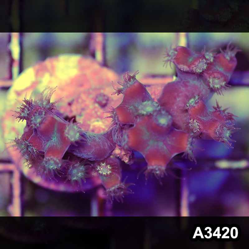 Item#A3420SP3420(S) WYSIWYG Aussie Ultra Unique Turbinaria Heronensis Frag