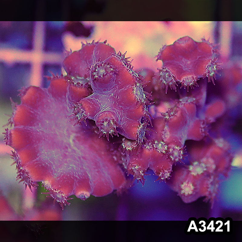 Item#A3421SP3421(S) WYSIWYG Aussie Ultra Unique Turbinaria Heronensis Frag