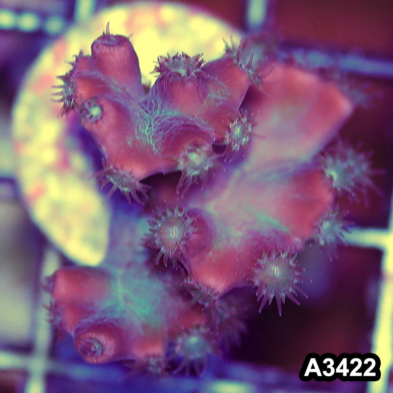 Item#A3422SP3422(S) WYSIWYG Aussie Ultra Unique Turbinaria Heronensis Frag