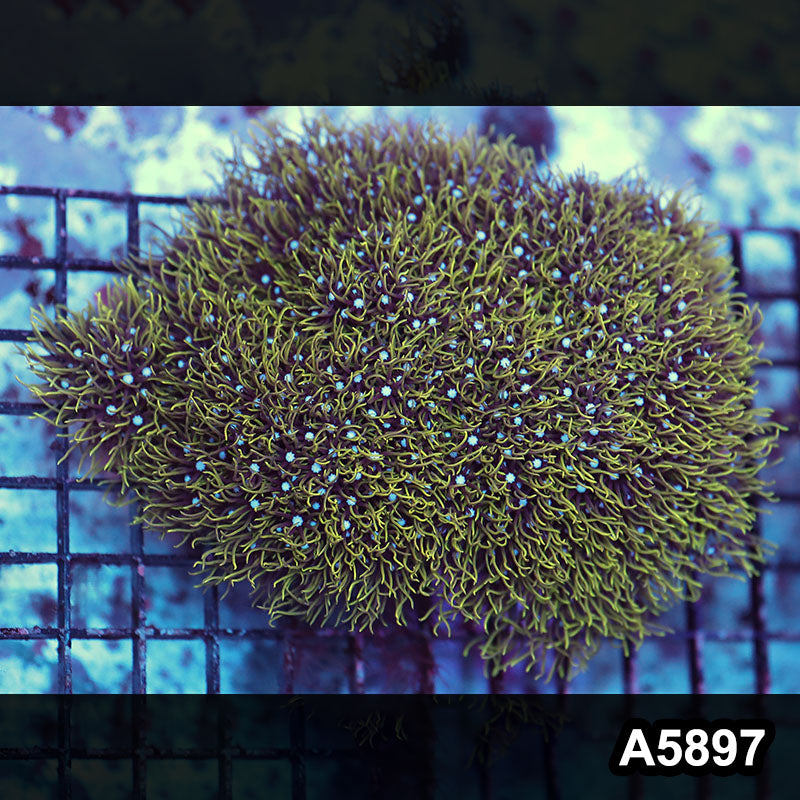 Item#A5897RW5897(L) WYSIWYG Indo Ultra Green Polyp Colony