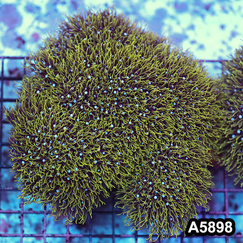 Item#A5898RW5898(L) WYSIWYG Indo Ultra Green Polyp Colony