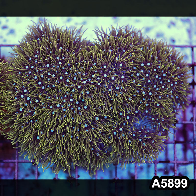Item#A5899RW5899(L) WYSIWYG Indo Ultra Green Polyp Colony