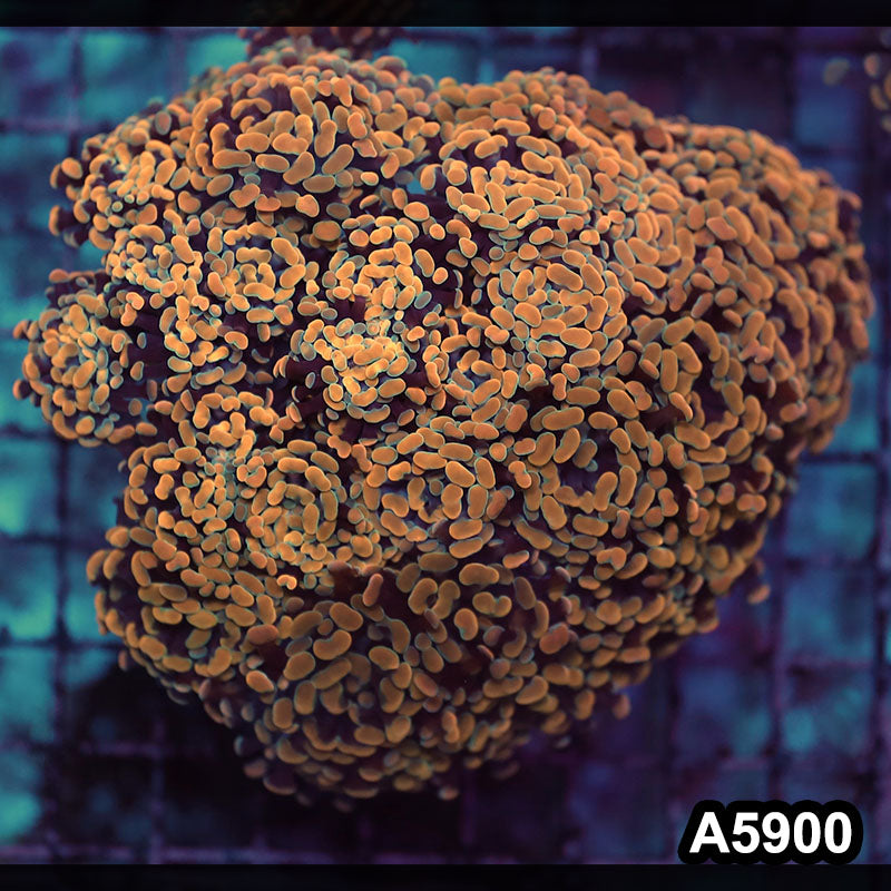 Item#A5900RW5900(XL) WYSIWYG Indo Cultured Ultra Branching Hammer Show Size Colony