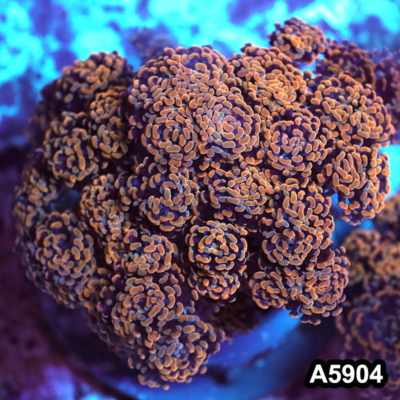 Item#A5904RW5904(XL) WYSIWYG Indo Cultured Ultra Branching Hammer Show Size Colony