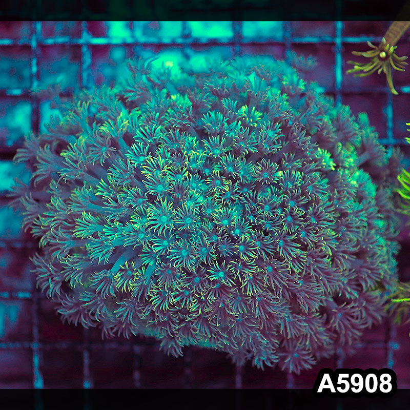 Item#A5908RW5908(L) WYSIWYG Indo Ultra Goniopora Colony