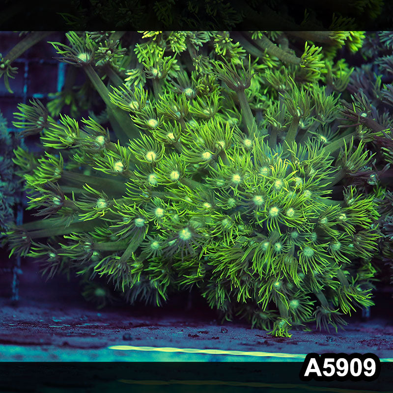 Item#A5909RW5909(L) WYSIWYG Indo Ultra Goniopora Colony