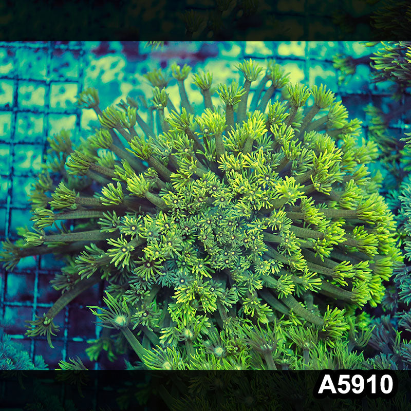 Item#A5910RW5910(L) WYSIWYG Indo Ultra Goniopora Colony