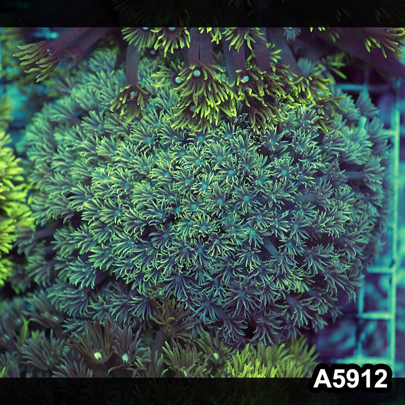 Item#A5912RW5912(L) WYSIWYG Indo Ultra Goniopora Colony