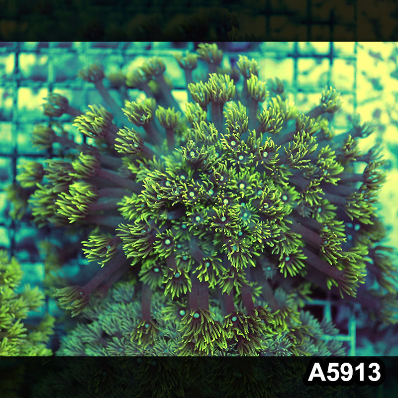 Item#A5913RW5913(L) WYSIWYG Indo Ultra Goniopora Colony