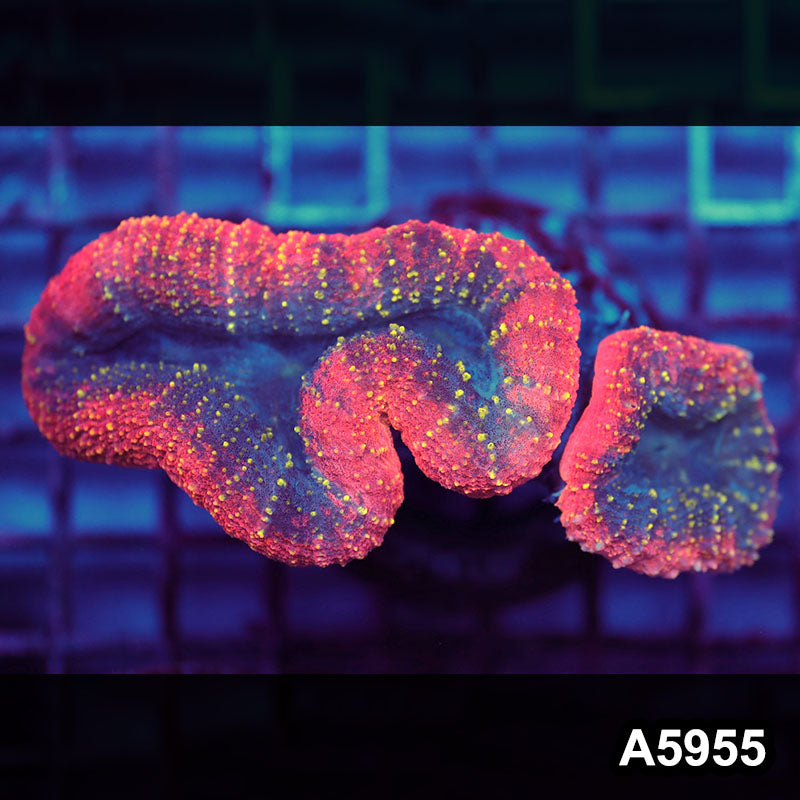 Item#A5955IN5955(M) WYSIWYG Indo Ultra Unique Lobophyllia