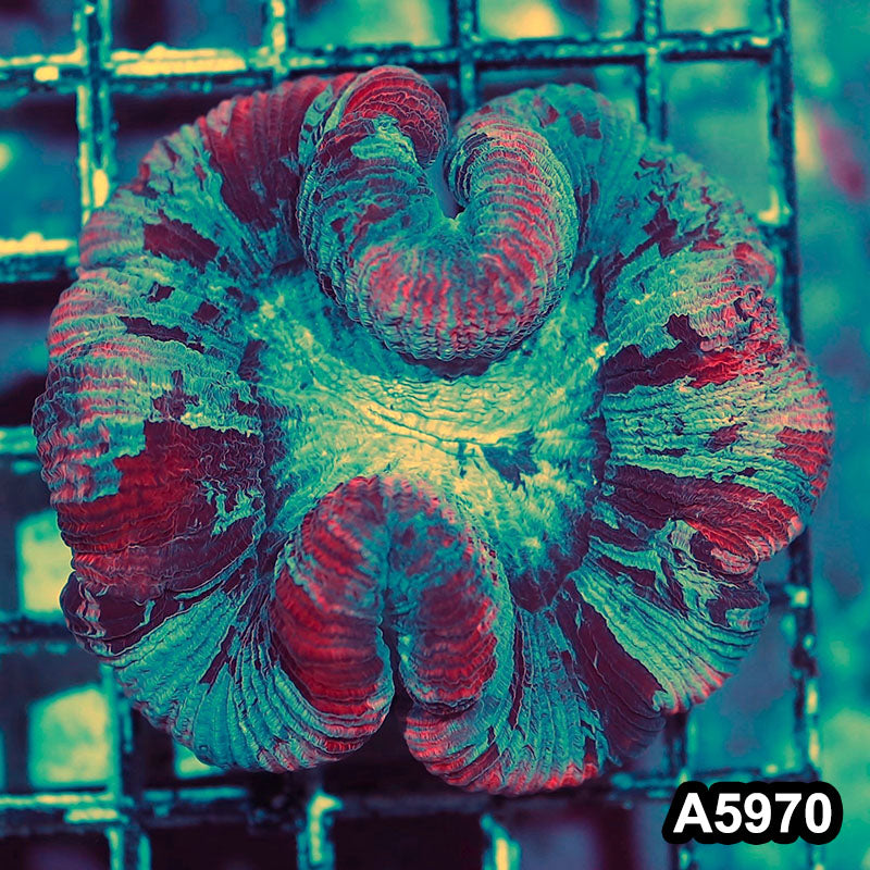 Item#A5970IN5970(M) WYSIWYG Indo Ultra Unique Wellsophyllia