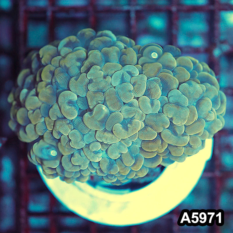 Item#A5971IN5971(M) WYSIWYG Indo Ultra Unique Pearl Bubble Coral