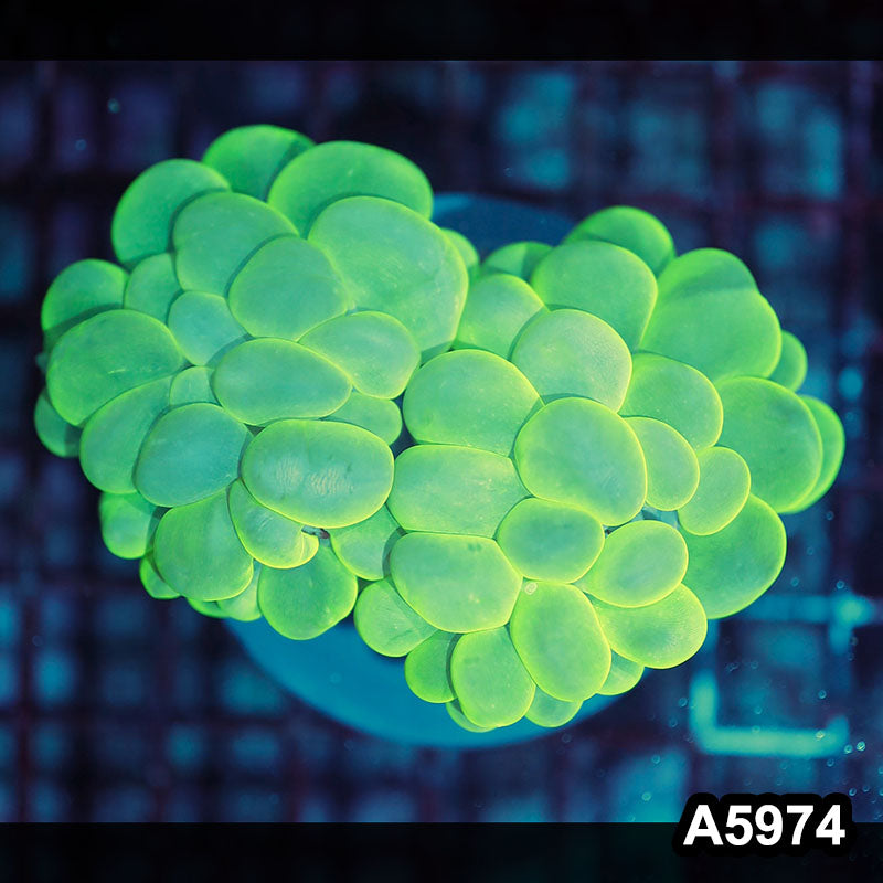 Item#A5974IN5974(M) WYSIWYG Indo Ultra Neon Bubble Coral