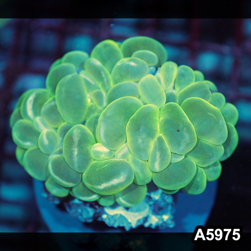Item#A5975IN5975(M) WYSIWYG Indo Ultra Neon Bubble Coral