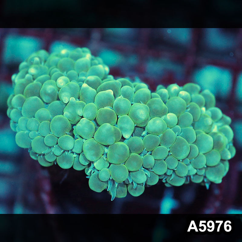 Item#A5976IN5976(M) WYSIWYG Indo Ultra Pearl Bubble Coral