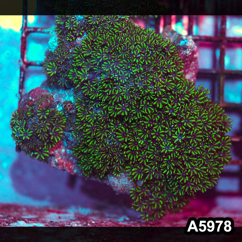 Item#A5978IN5978(M) WYSIWYG Indo Ultra Blue Sympodium Colony