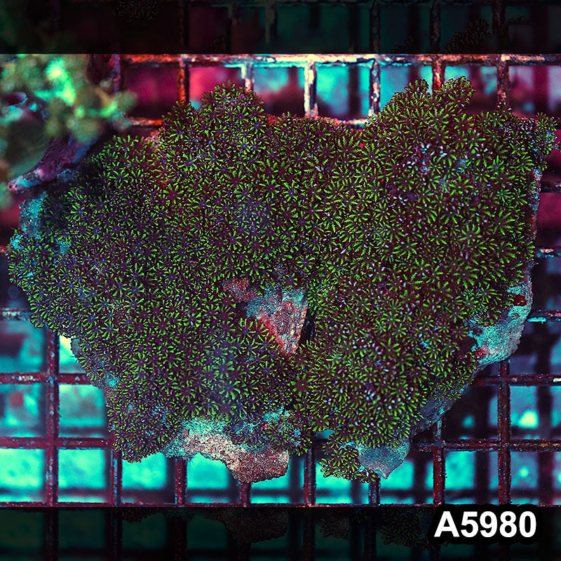 Item#A5980IN5980(M) WYSIWYG Indo Ultra Blue Sympodium Colony