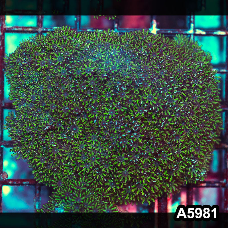 Item#A5981IN5981(M) WYSIWYG Indo Ultra Blue Sympodium Colony