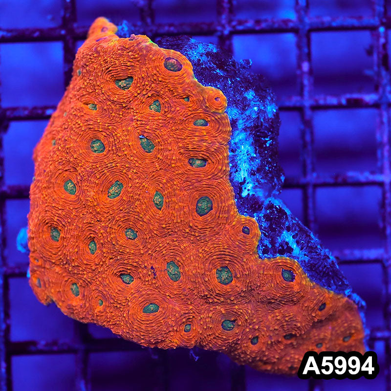 Item#A5994IN5994(M) WYSIWYG Indo Ultra Unique Echinata Colony