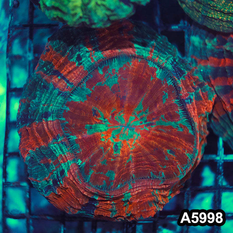 Item#A5998IN5998(M) WYSIWYG Indo Ultra Unique Tiger Acanthophyllia