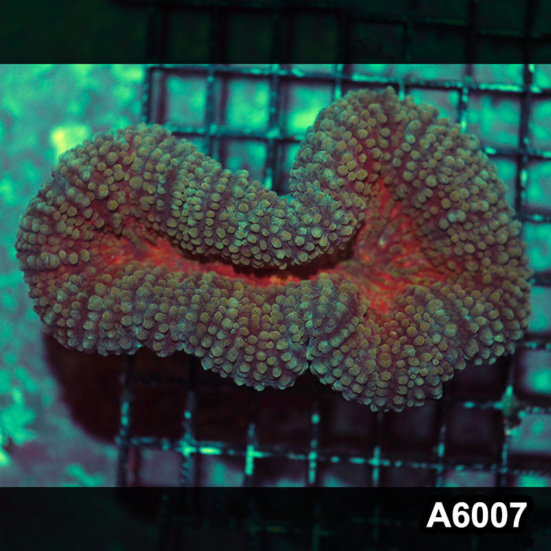 Item#A6007IN6007(M) WYSIWYG Indo Ultra Unique Hairy Lobophyllia