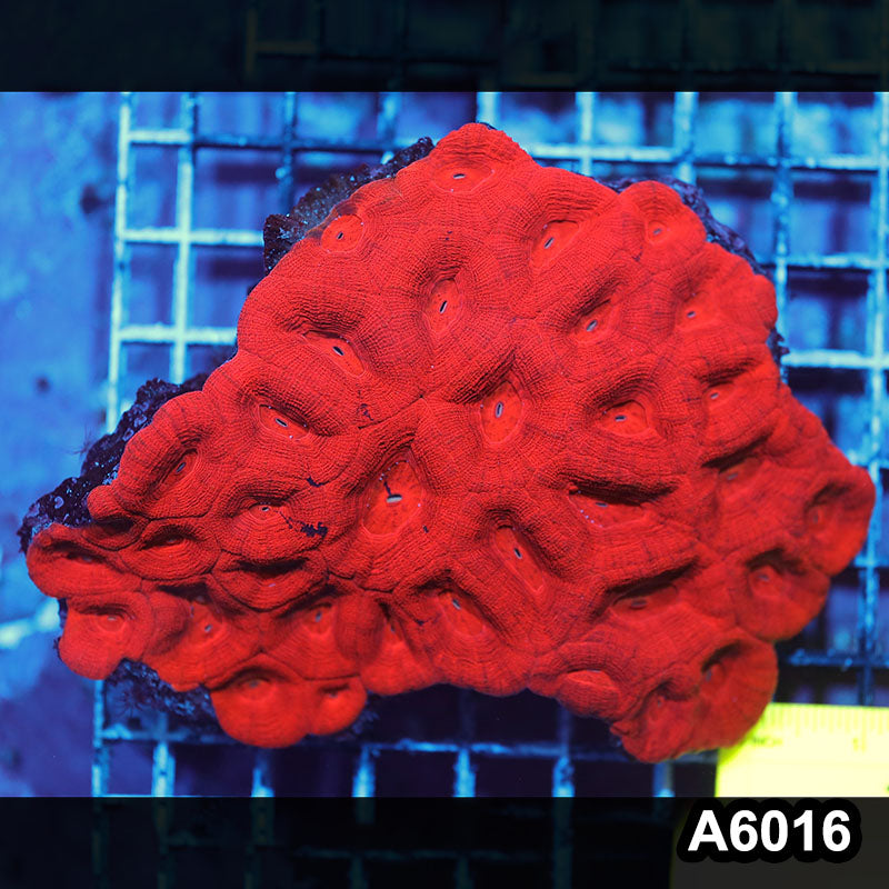 Item#A6016IN6016(L) WYSIWYG Aussie Ultra Unique Bowerbanki Colony