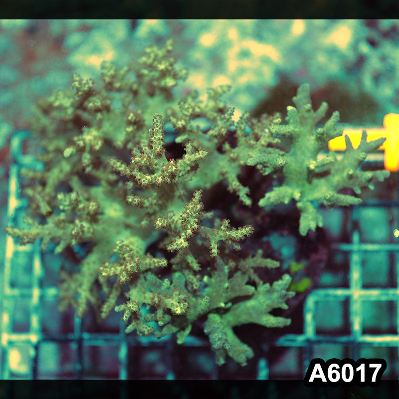 Item#A6017IN6017(M) WYSIWYG Indo Ultra Sinulria Colony