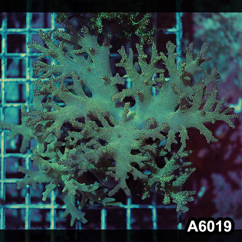 Item#A6019IN6019(M) WYSIWYG Indo Ultra Sinulria Colony