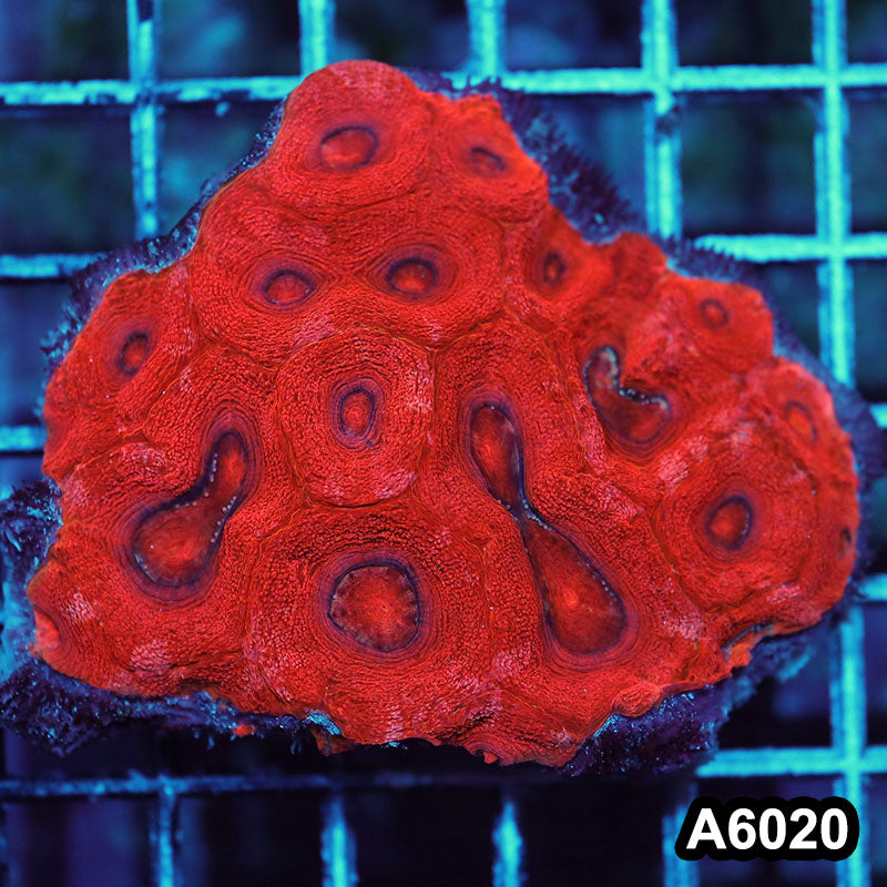 Item#A6020IN6020(M) WYSIWYG Aussie Ultra Unique Bowerbanki Colony